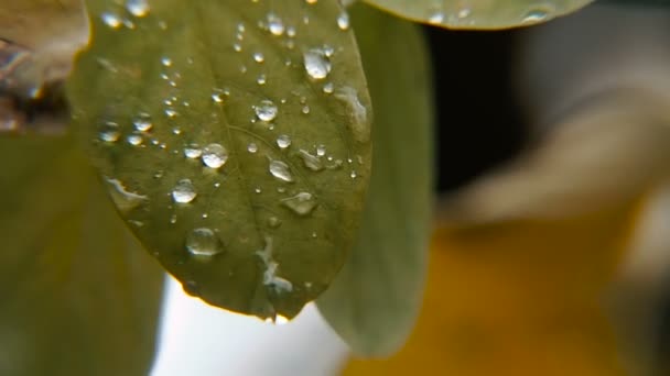 Drops Water Leaves — Stock Video