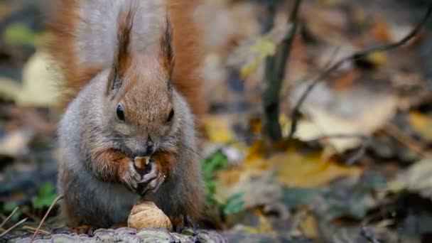 Automne. Protéines mange une noix 