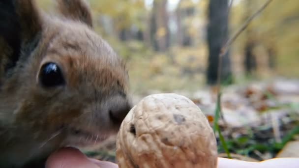 Herfst Eiwit Eet Een Moer — Stockvideo