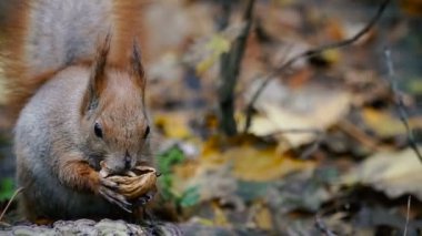 Sonbahar. Bir somun protein yiyor