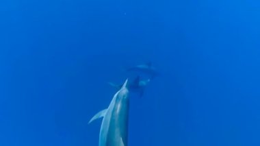 Yunuslar denizde yüzmek. Kızıl Deniz. Marsa Alam