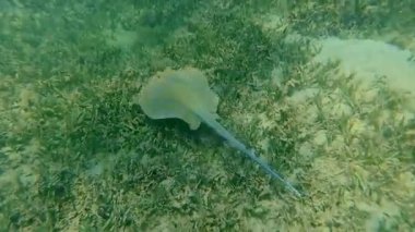 .İğneli vatoz denizin dibinde yüzen. Kızıl Deniz. Marsa Alam