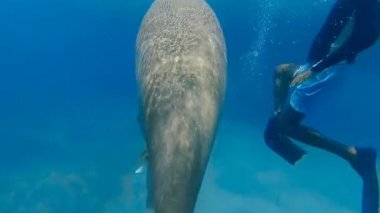 Dugong ot yiyor. Kızıl Deniz. Marsa Alam.