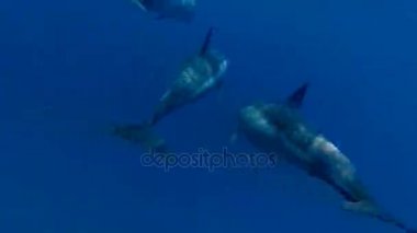 Kızıldeniz sakinleri. Yunuslar, kaplumbağalar, yunuslar