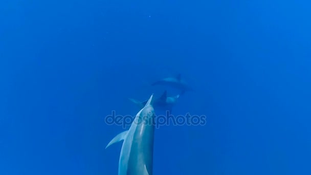 Dolphins Swim Sea Red Sea Marsa Alam — Stock Video