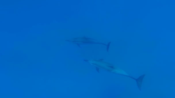 Delfiner Simma Havet Röda Havet Marsa Alam — Stockvideo