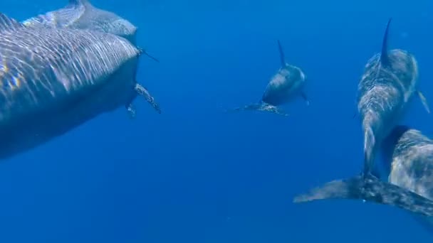 Delfiner Simma Havet Röda Havet Marsa Alam — Stockvideo