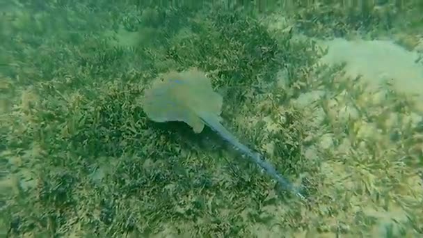 黄貂鱼漂浮在大海的底部 马萨阿拉姆 — 图库视频影像