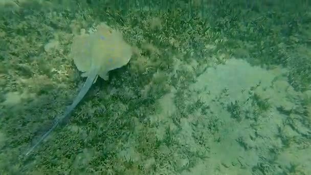 黄貂鱼漂浮在大海的底部 马萨阿拉姆 — 图库视频影像