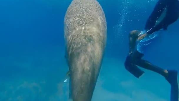 Dugong Mange Herbe Mer Rouge Marsa Alam — Video