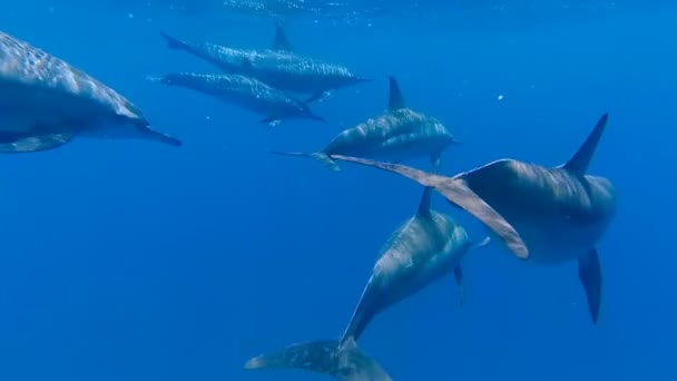 Adam Açık Denizde Yunuslarla Selfie Yapıyor Kızıl Deniz Marsa Alam — Stok video