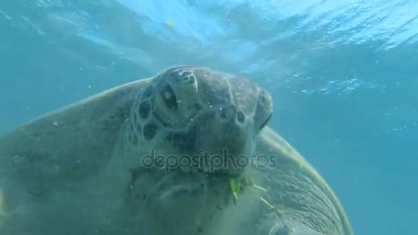 Deniz Kaplumbağası Denizde Yüzmek Kızıl Deniz Marsa Alam — Stok video