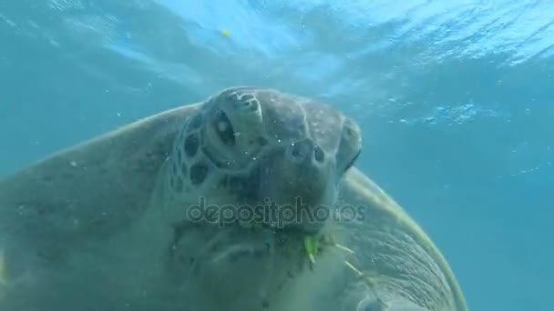 Tartaruga Marinha Nadar Mar Mar Vermelho Marsa Alam — Vídeo de Stock