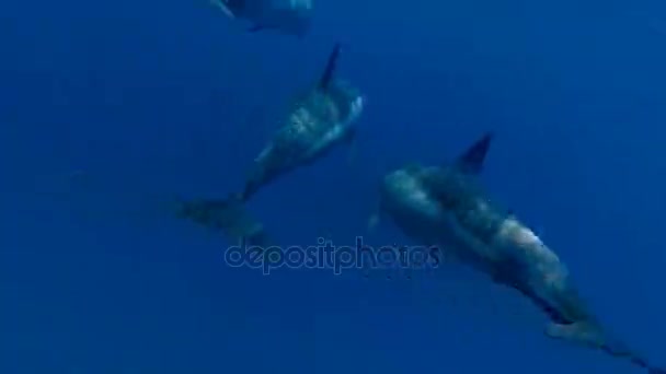 Habitantes Del Mar Rojo Delfines Tortugas Manatíes — Vídeo de stock