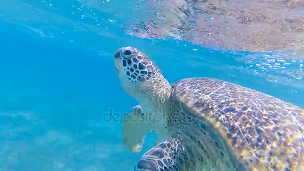 Tartaruga Marinha Nadar Mar Mar Vermelho Marsa Alam — Vídeo de Stock