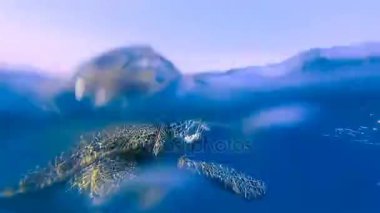 Deniz kaplumbağası denizde yüzmek. Kızıl Deniz. Marsa Alam