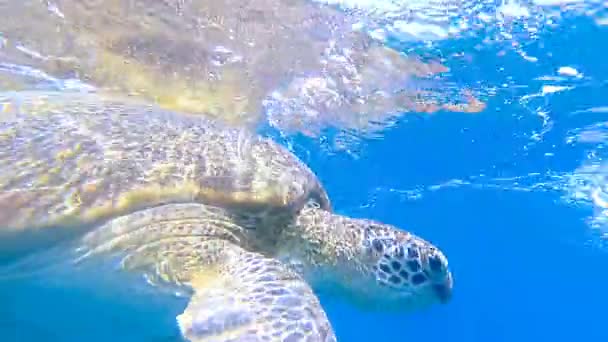 거북은 바다에서 바다입니다 — 비디오