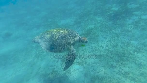 海龟在海里游泳 马萨阿拉姆 — 图库视频影像