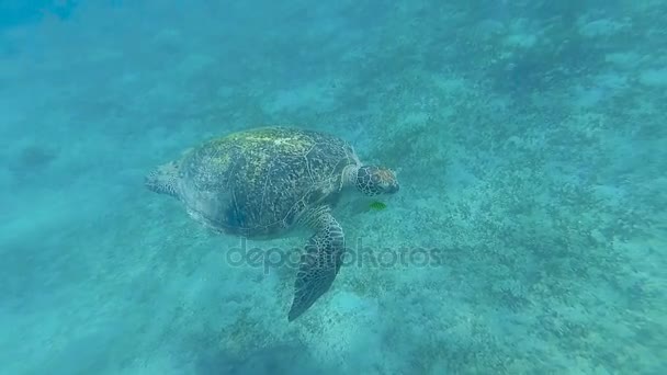 Tartaruga Marina Nuotare Nel Mare Mare Rosso Marsa Alam — Video Stock