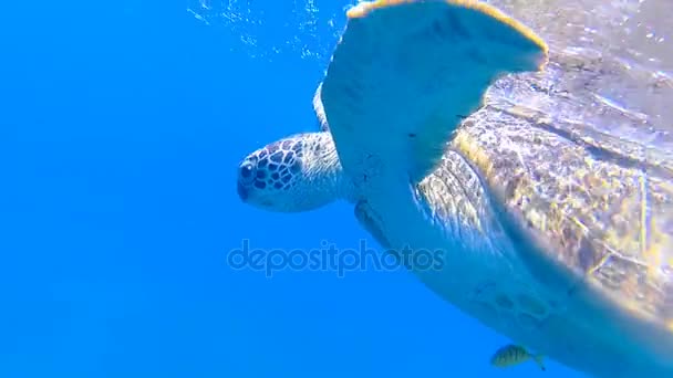 Havssköldpadda Simma Havet Röda Havet Marsa Alam — Stockvideo