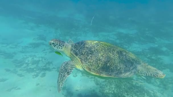 Havssköldpadda Simma Havet Röda Havet Marsa Alam — Stockvideo