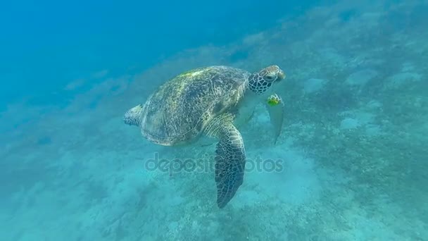 Tartaruga Marina Nuotare Nel Mare Mare Rosso Marsa Alam — Video Stock