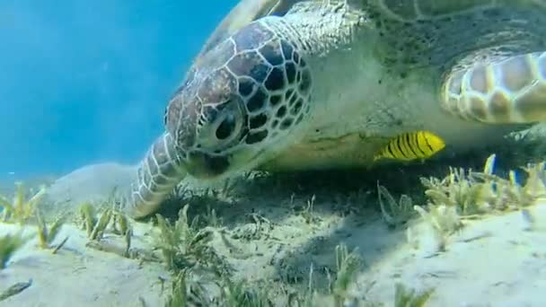 Морская Черепаха Плавает Море Красное Море Алам Марса — стоковое видео