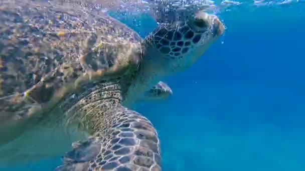 Θαλάσσια Χελώνα Κολυμπούν Στη Θάλασσα Ερυθρά Θάλασσα Μάρσα Αλάμ — Αρχείο Βίντεο