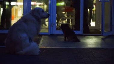 Köpek sahibi Dükkanı kapının yanında bekleyin