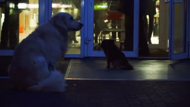 Honden Wachten Totdat Eigenaar Buurt Van Deur Van Winkel — Stockvideo