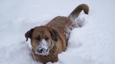 Kış. Bir Santa Claus şapka bir köpek ile kız