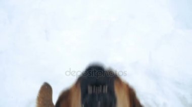 Köpek. Kötü köpek insanlara havlıyor