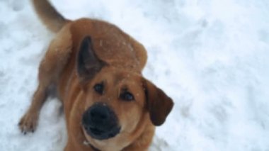 Köpek. Kötü köpek insanlara havlıyor