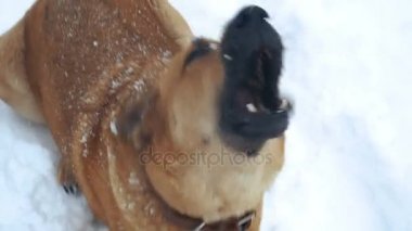 Köpek. Kötü köpek insanlara havlıyor