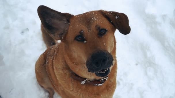 Inverno Menina Com Cão Chapéu Papai Noel — Vídeo de Stock