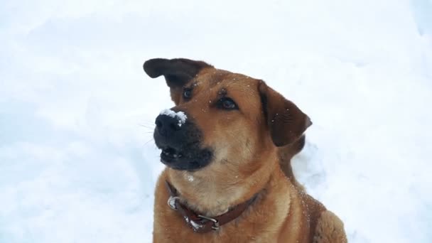 Hund Onda Hund Skälla Personer — Stockvideo