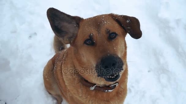 Perro Perro Malvado Ladrando Gente — Vídeo de stock