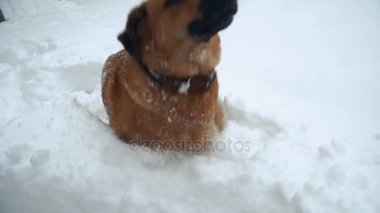 Sobaka begayet po snegu köpek kar üzerinde çalışıyor
