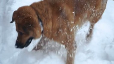 Sobaka begayet po snegu köpek kar üzerinde çalışıyor