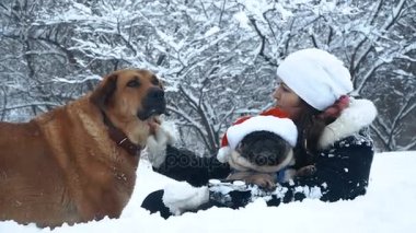 Pug. Köpek Noel Baba şapkalı