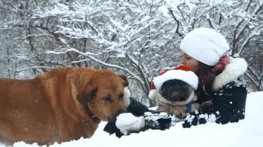 Pug. Köpek Noel Baba şapkalı