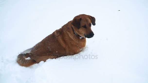 Sobaka Begayet Snegu Hond Wordt Uitgevoerd Sneeuw — Stockvideo