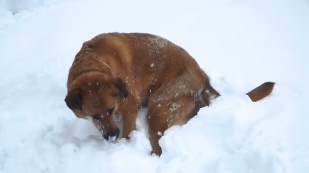 Sobaka Begayet Snegu 狗在雪地上奔跑 — 图库视频影像