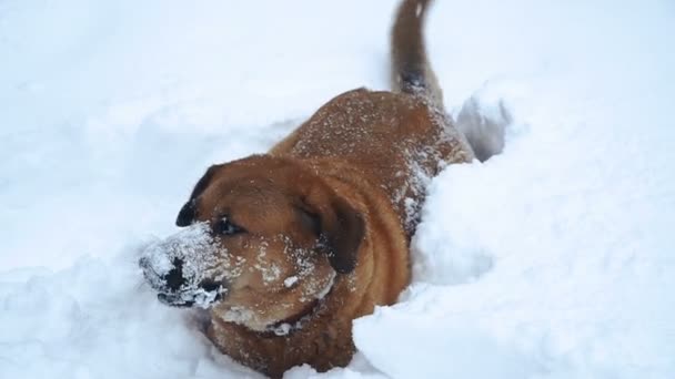 Sobaka Begayet Snegu Pies Jest Uruchomiony Śniegu — Wideo stockowe