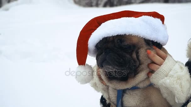 Pug Dog Santa Claus Hat — Stock Video