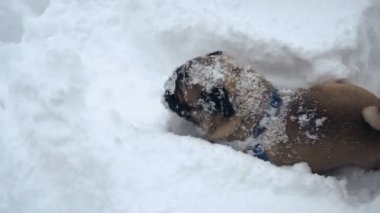 Kış. Pug karda boğuyor