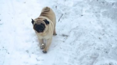 Kış. Pug karda boğuyor