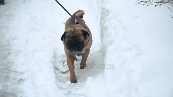 Inverno Pug Afoga Neve — Vídeo de Stock