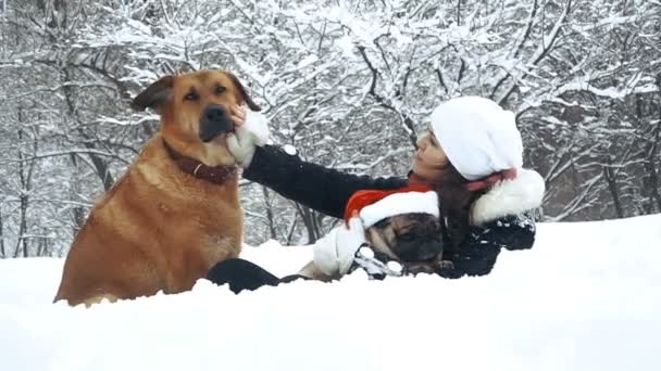 Pug Chien Dans Chapeau Père Noël — Video