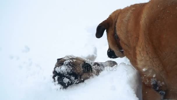 Zima Mops Utopí Sněhu — Stock video